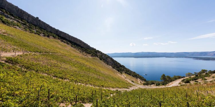 Plavac, pošip i grk srušili rekorde: “Dalmatinska autohtona vina oduševljavaju”