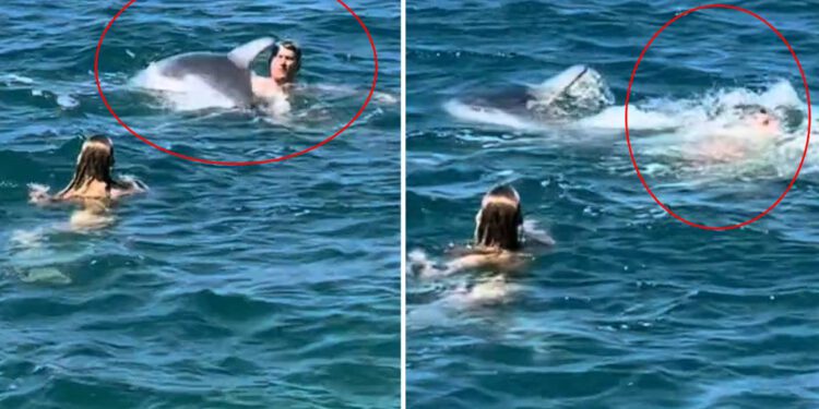 Poznati dupin Oliver zakačio i nakratko potopio muškarca koji mu se približio, stručnjaci ponovno apeliraju na kupače!