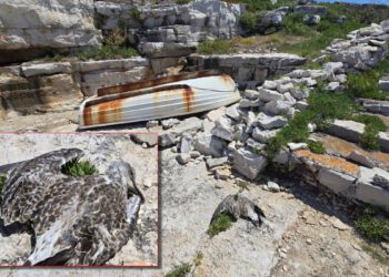 Prije nego što dotaknete “napušteno” mladunče, pročitajte ovo važno upozorenje s Brijuna