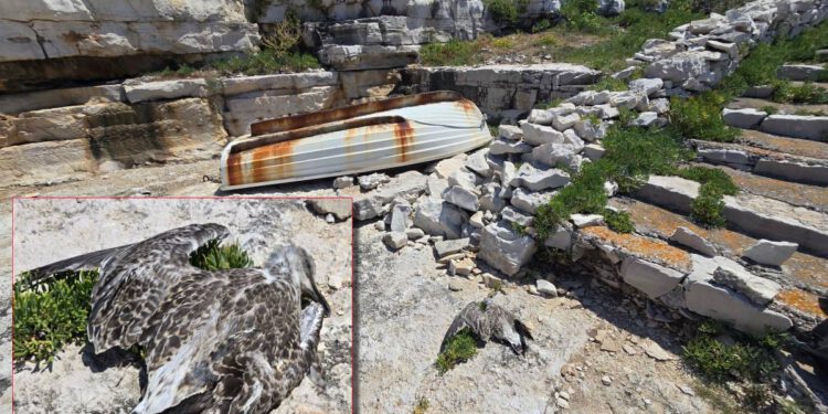Prije nego što dotaknete “napušteno” mladunče, pročitajte ovo važno upozorenje s Brijuna