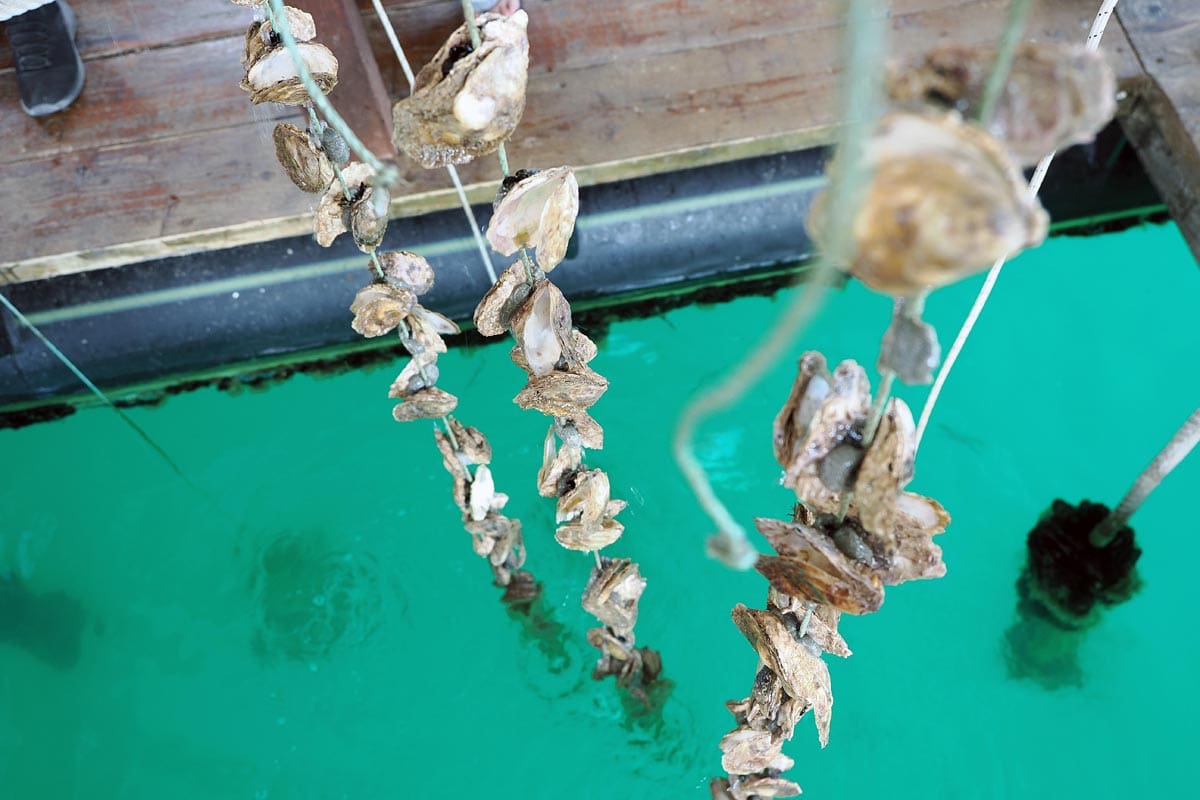 Ston  oyster farm Gusta Me  foto Nikola Zoko  18