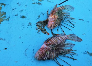 Stotine invazivnih vrsta preplavljuju Mediteran – i putuju prema sjeveru