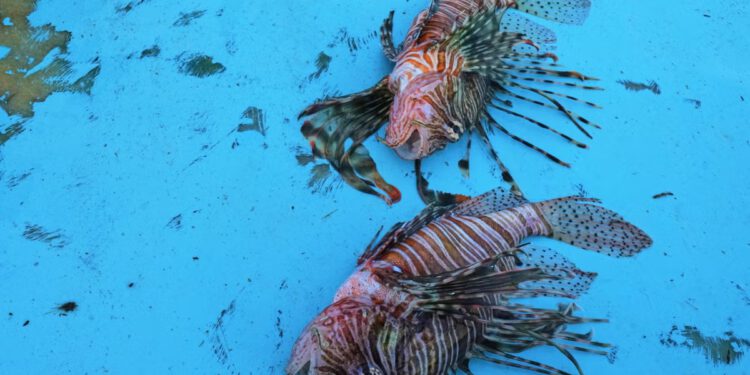 Stotine invazivnih vrsta preplavljuju Mediteran – i putuju prema sjeveru