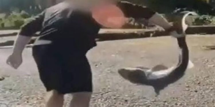 Uhićen je muškarac optužen da se snimio kako se “hrva” s morskim psima