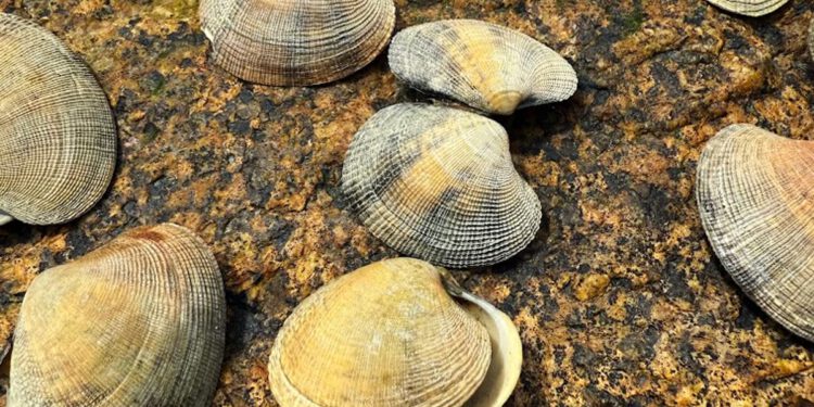 ‘Ukusna’, ali ‘invazivna’ morska delicija od 7 milijardi dolara osvaja obalu Nove Engleske po prvi put