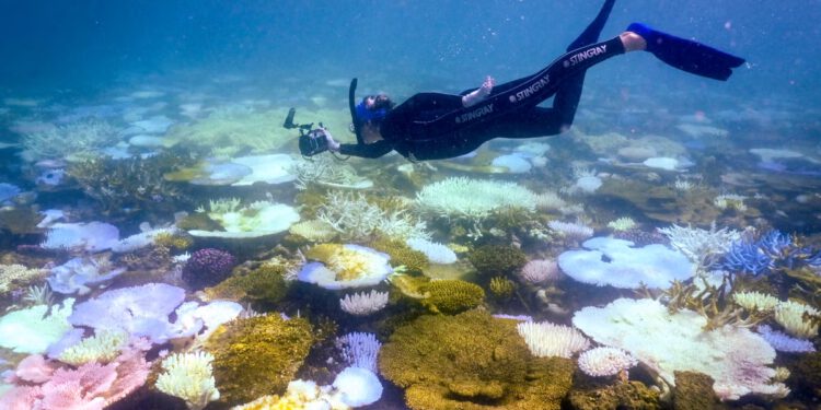 Veliki koralni greben suočava se s masovnim izbjeljivanjem i kolapsom dok El Nino gradi rekordnu snagu, upozoravaju znanstvenici