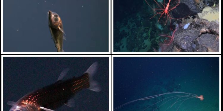 ZNANSTVENA POSLASTICA Dubokomorske lignje, vrlo rijetke ribe i ostala čudesa iz dubina Atlantika!