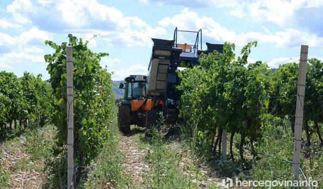 Berba grožđa u Hercegovini krenula ranije: Bijelo do 3 KM po kilogramu, strojevi sve više beru u vinogradima