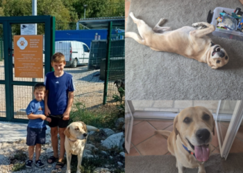 Dirljiva priča iz Azila Dubrovnik: Simba nakon velikog gubitka pronašao novu obitelj