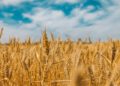 EU odbio pomoći ukrajinskim farmerima; blokira ih Poljska, Slovačka i Mađarska; jedna zemlja želi pomoći