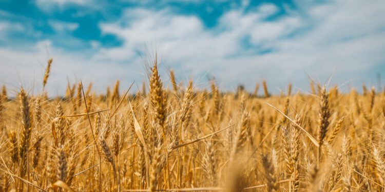 EU odbio pomoći ukrajinskim farmerima; blokira ih Poljska, Slovačka i Mađarska; jedna zemlja želi pomoći