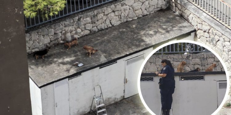 NEVJEROJATNA DOJAVA Štenci ostavljeni na krovu kućice, intervenirala policija