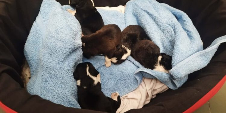 Pred skloništem u Puli ostavili pet štenaca