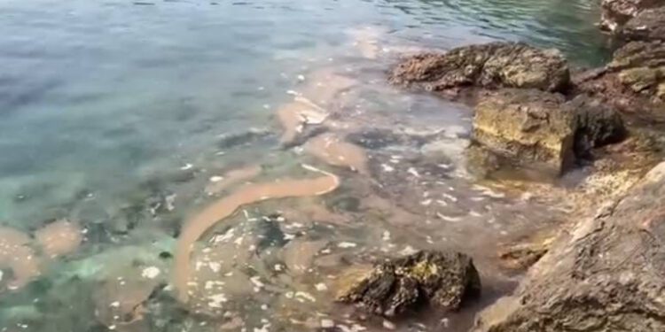 ODURNO Jug Korčule oskvrnut govnima i prljavštinom: "Imamo video, tko je kriv za ovaj užas?"