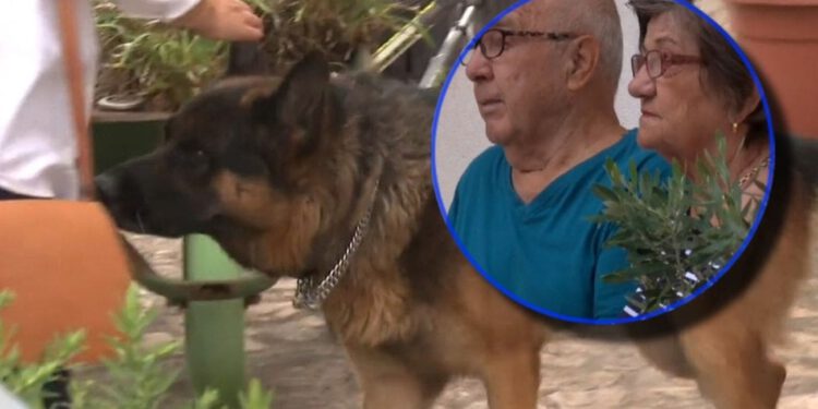 Supružnici u Zadru započeli štrajk glađu zbog susjedova psa: “Samo želimo mirno spavati”