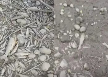VIDEO Rijeka u BiH presušila, uslijedio masovan pomor ribe