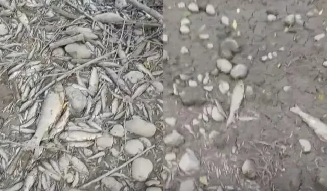 VIDEO Rijeka u BiH presušila, uslijedio masovan pomor ribe