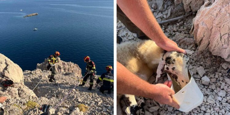 Vatrogasci u akciji: Spašavali ovcu zarobljenu na litici iznad mora kod Vrbnika