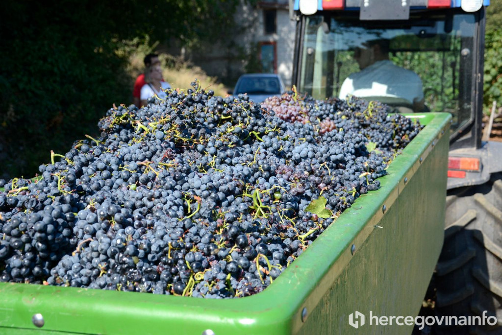Berba trganje vinograd