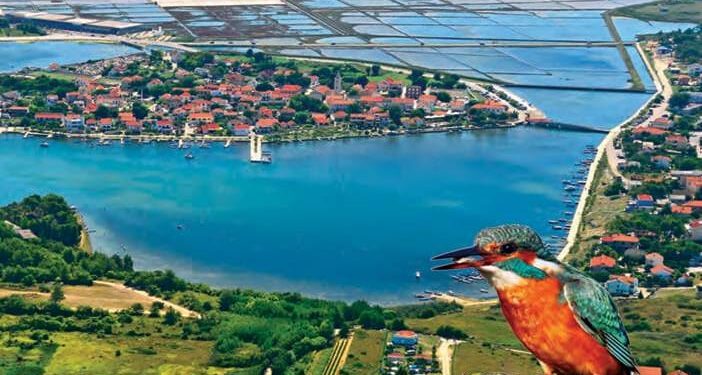 BIRDWATCHING Želite promatrati ptice u ninskoj laguni? Nema problema!