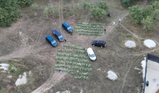 FOTO Detalji akcije ‘Pantera’ u Hercegovini: Otkrivena velika plantaža kanabisa, uhićene četiri osobe