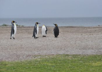 Falklandski su otoci naši, tu nema rasprave, ne damo im pristup nafti pod našim morem