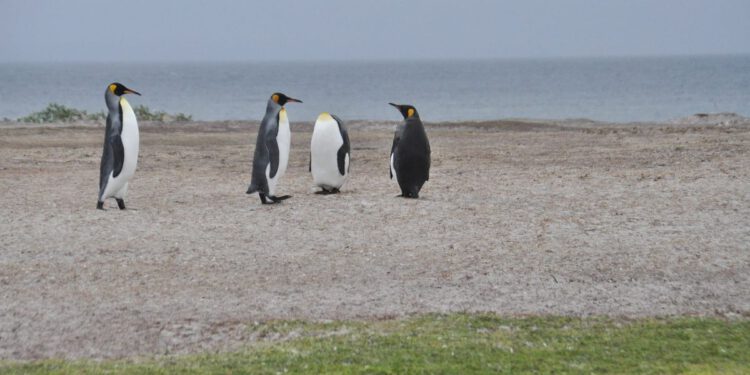 Falklandski su otoci naši, tu nema rasprave, ne damo im pristup nafti pod našim morem