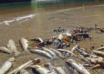 Godinu dana nakon velikog pomora ribe: U Konjicu razgovor o odgovornosti i budućnosti Neretve