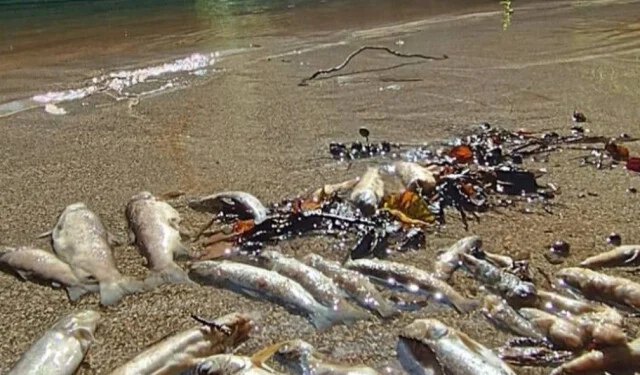 Godinu dana nakon velikog pomora ribe: U Konjicu razgovor o odgovornosti i budućnosti Neretve