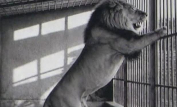 MONOGRAFIJA ZOO – a Tigrovi, lavovi, klokani i leopradi nekada su boravili na splitskom Marjanu