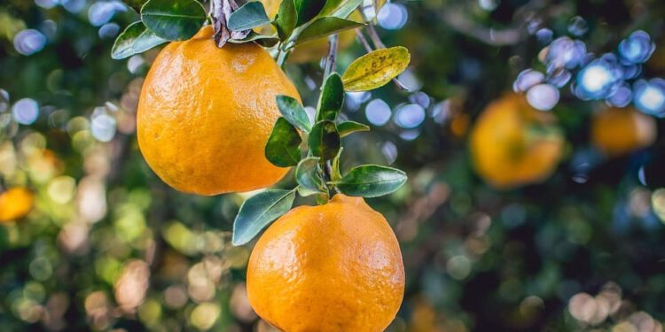 Neretvanske mandarine još nisu svugdje spremne za berbu: Objavljeni rezultati prvih analiza