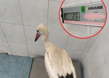 Roda iz Makarske bila je propucana, evo u kakvom je stanju sada