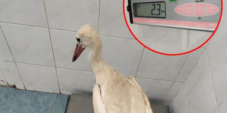 Roda iz Makarske bila je propucana, evo u kakvom je stanju sada