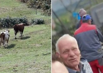 Tragedija u BiH: Farmer preminuo nakon napada bika