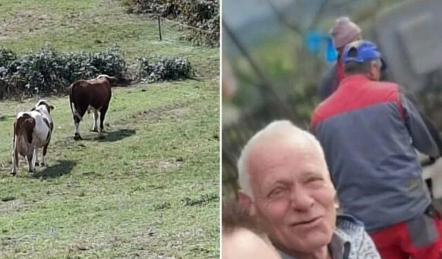 Tragedija u BiH: Farmer preminuo nakon napada bika