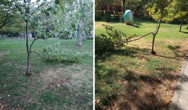 Vandali ponovno udarili na park Zrinjevac: Polomljena stabla mlade trešnje