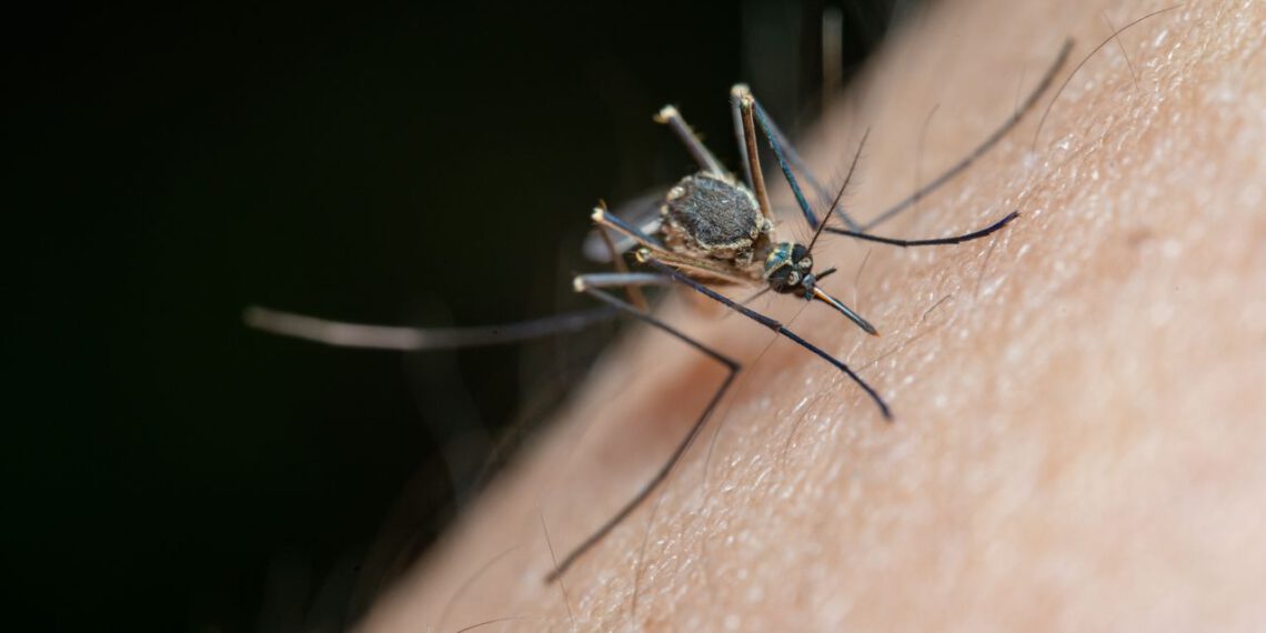 Virus Zapadnog Nila se i dalje širi u Hrvatskoj: Desetero leži u bolnici s težim oblikom bolesti