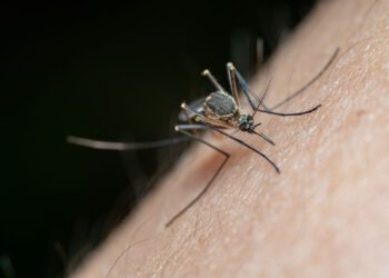 Virus Zapadnog Nila se i dalje širi u Hrvatskoj: Desetero leži u bolnici s težim oblikom bolesti