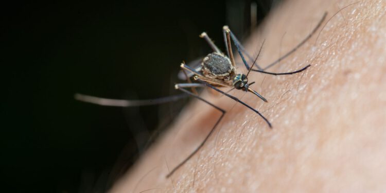 Virus Zapadnog Nila se i dalje širi u Hrvatskoj: Desetero leži u bolnici s težim oblikom bolesti