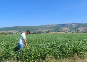 Vratio se iz Njemačke u Livno i danas obrađuje 230 hektara zemlje