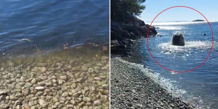 „GEJZIR GOVANA” U OREBIĆU: Pukla kanalizacija tik uz plažu? Mještani ogorčeni, a nadležni se ne javljaju!