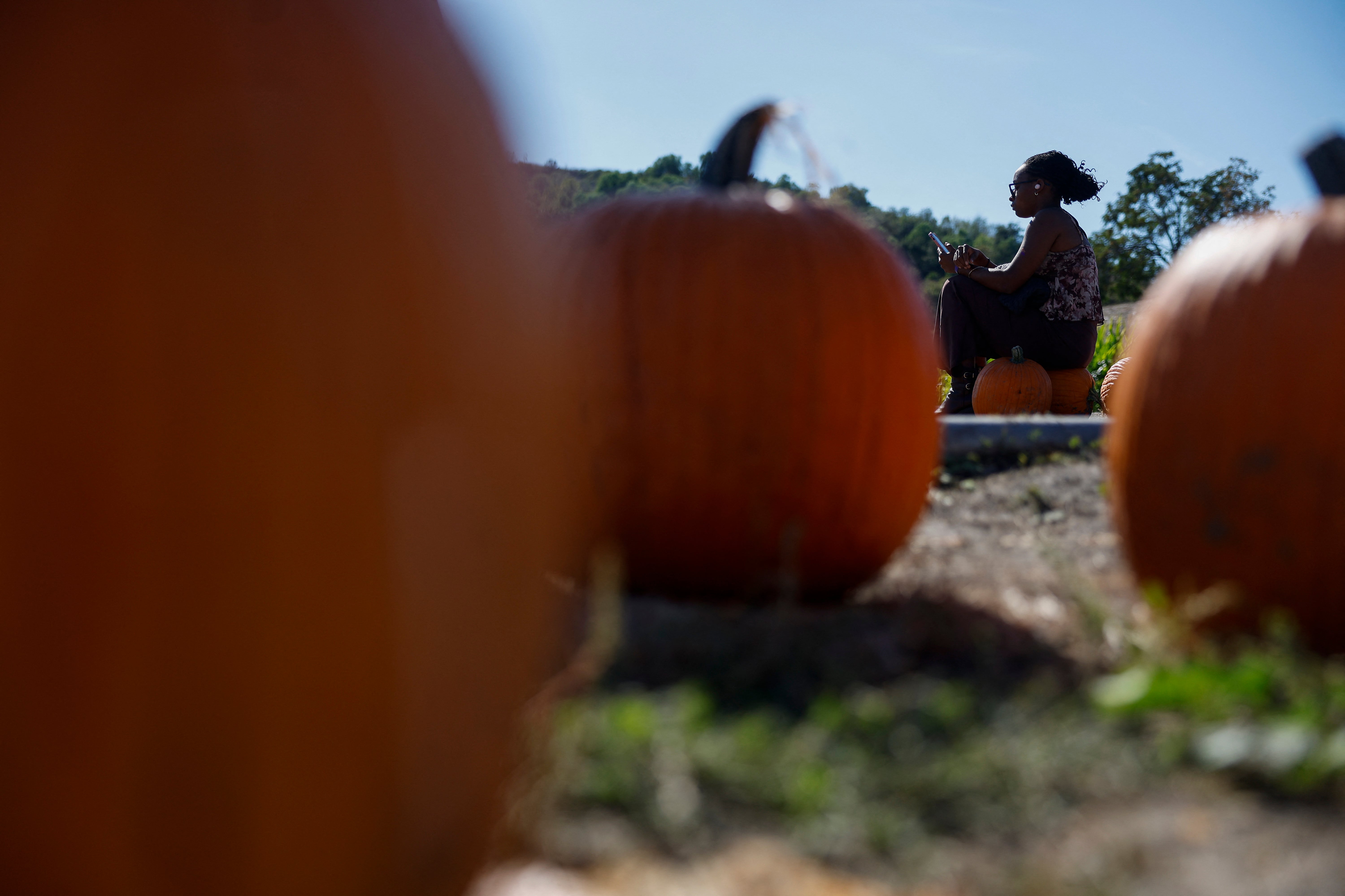 Dijete je smrtno stradalo na plantaži bundeva u Tennesseeju. Ova slika prikazuje bundeve na Cal Poly Pomona PumpkinFest u Pomoni, Kalifornija