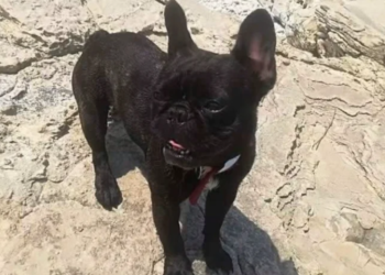 Autom udarili psa u Istri, ponudili da ga odvezu veterinaru, a onda nestali i oni i pas