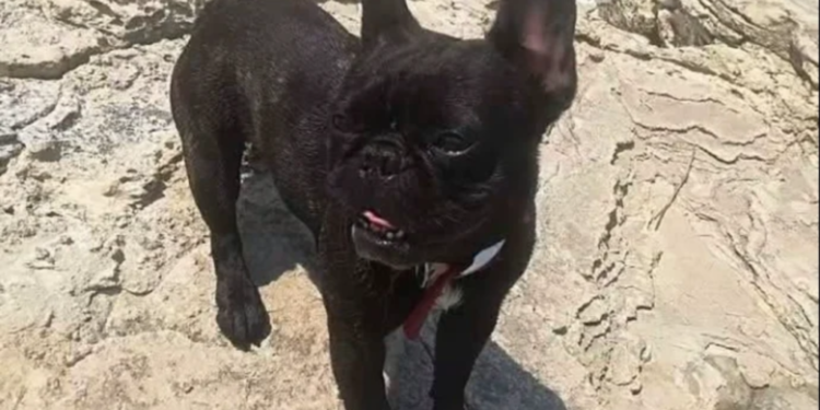 Autom udarili psa u Istri, ponudili da ga odvezu veterinaru, a onda nestali i oni i pas