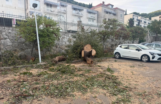Dok drugi spavaju, oni rade: Vatrogasci cijeli dan i pola noći sanirali stablo u Uvali