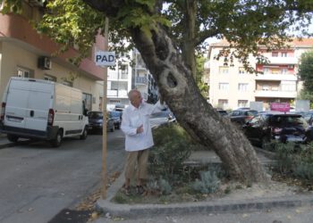 FOTO Splićani strahuju zbog stabla. Umjetnik odlučio uzeti stvar u svoje ruke
