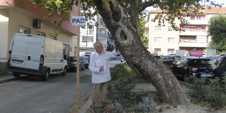 FOTO Splićani strahuju zbog stabla. Umjetnik odlučio uzeti stvar u svoje ruke