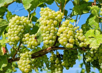 Opasna bolest sve se brže širi, zapušteni vinogradi dodatno povećavaju rizik