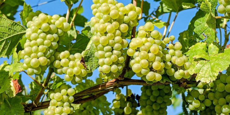 Opasna bolest sve se brže širi, zapušteni vinogradi dodatno povećavaju rizik