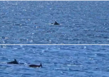 Predivan prizor u akvatoriju Lokruma: Dupini uživaju u mirnijem moru (VIDEO)
